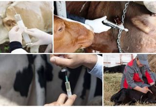 Шема и распоред вакцинације говеда од рођења, које вакцинације се дају животињама