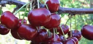 Описание на сорта алена череша, характеристики на добива и характеристики на отглеждане