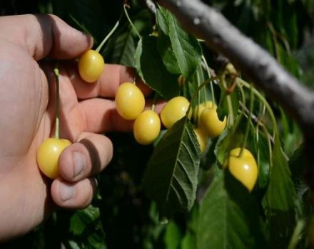 Описание на черешите от сорта Drogana Yellow, засаждане, грижи и опрашване