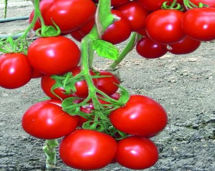 Beskrivelse av Richie-tomatvarianten, og dens egenskaper