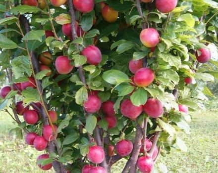 Description of the hybrid with the taste of plum and apricot sharafuga, characteristics and features