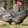 Mechelen guguklu tavukların tanımı ve özellikleri, bakım kuralları