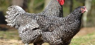 Описание и характеристики на пилетата от кучета Мехелен, правила за отглеждане