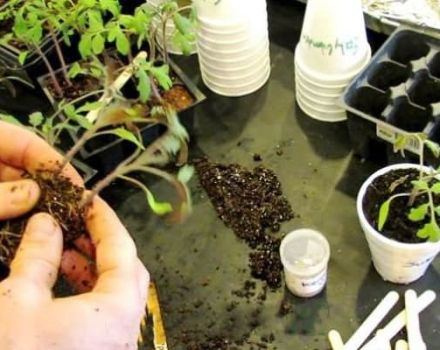 Slik dykker du tomater riktig hvis frøplantene er langstrakte