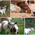 Descrição de mini-cabras anãs e regras para manter uma raça decorativa