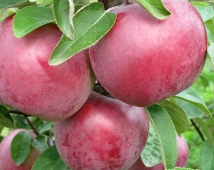 Description and characteristics of the apple variety Alesya, planting, growing and care