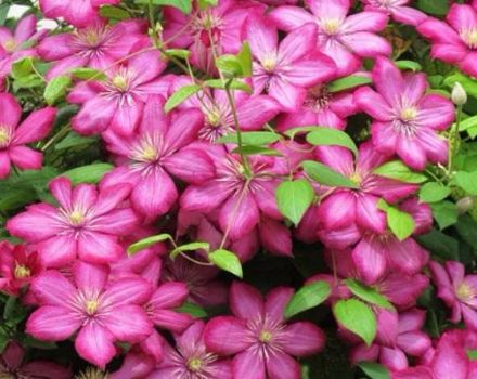 Beschreibung der Ville de Lyon-Sorte Clematis, Anbau- und Pflegetechnologie