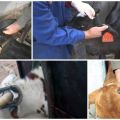 Најбоље доба за одстрањевање телади и најбоља 3 начина, погодна средства