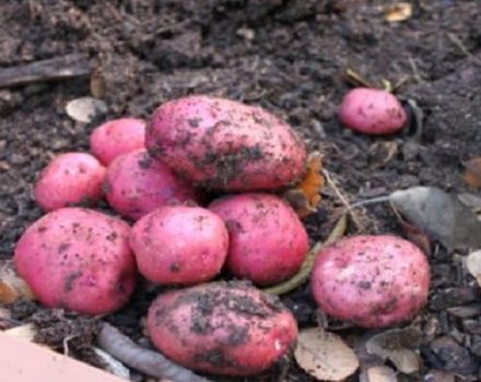 Description of the potato variety Hostess, features of cultivation and yield
