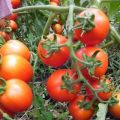 Характеристики и описание на сорта домат Петър Първи, неговият добив