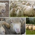 Kuinka monta vuotta lampaat elävät keskimäärin kotona ja luonnossa