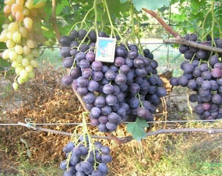 Опис и карактеристике сорте грожђа Страсени, садња и гајење