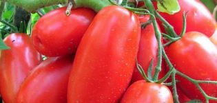 Kjennetegn og beskrivelse av tomatsorten Siberian troika, utbytte