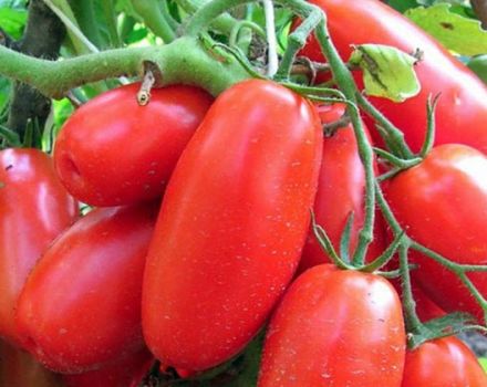 Caratteristiche e descrizione della varietà di pomodoro Troika siberiana, resa