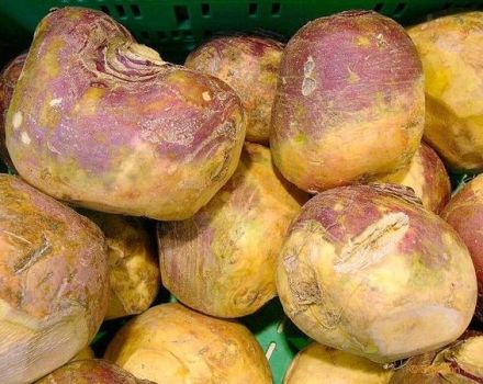 وصف أصناف السويدي Krasnoselskaya و Kuusiku وغيرها ، أفضل الأنواع لسيبيريا