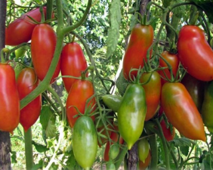 Descrizione e caratteristiche della varietà di pomodoro grappolo francese, la sua resa