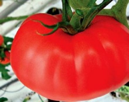 Growing with the characteristics and description of the Kirzhach tomato variety
