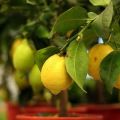 Περιγραφή του είδους λεμονιού της Νέας Ζηλανδίας, καλλιέργειας και φροντίδας στο σπίτι