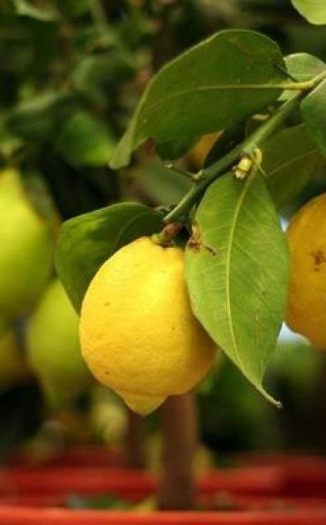 Beskrivning av Nya Zeelands typ av citron, odling och vård hemma