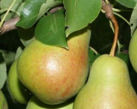 Опис и карактеристике сорте Цхизховскаиа крушке, садња и нега