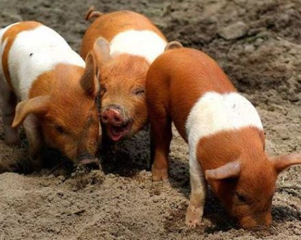 Description and features of Danish protest breed pigs, breeding history