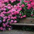 Beskrivelse af Katevbinsky rhododendron-arter, plantnings- og plejebestemmelser