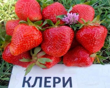 Описание и характеристики на Clery ягоди, отглеждане и грижи