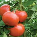 Die akzeptabelsten Tomatensorten für den Anbau in den Regionen Donezk, Charkiw und Lugansk