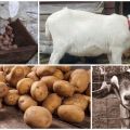 Да ли је могуће и како правилно дати сирови кромпир козама, предности производа