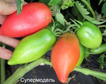 Характеристики и описание на сорта домат Супермодел