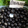 Описание и характеристики на сортовете касис Добриня, засаждане и грижи