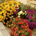 Description of the 22 best varieties of Indian chrysanthemum, outdoor cultivation