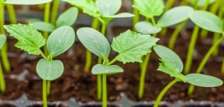 Como plantar adequadamente mudas de pepino crescidas em terreno aberto ou estufa
