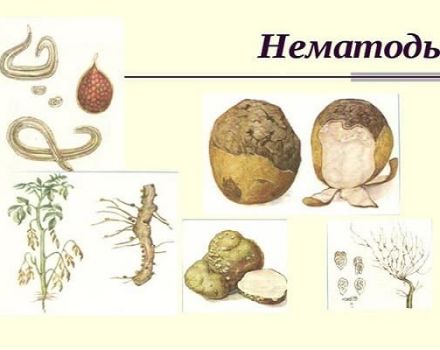 Umgang mit einem Kartoffelnematoden, seine Anzeichen, Beschreibung und Behandlung