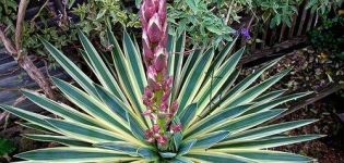 Sodo yucca rūšys ir veislės, sodinimas ir priežiūra atvirame lauke, kaip padengti žiemą
