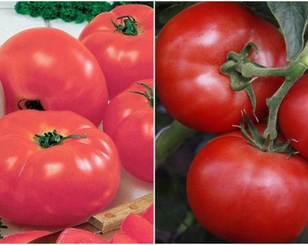 Eigenschaften und Beschreibung der Tomatensorte Kukla f1, deren Ertrag