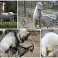 Regras e 3 métodos principais para acasalar cabras, em que idade é aceitável