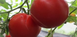 Описание на сибирския богат сорт домати, неговите характеристики и добив