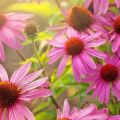 Właściwości lecznicze i przeciwwskazania Echinacea, stosowanie i skutki uboczne