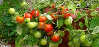 Growing tomato Grigorashik f1 and description of the variety