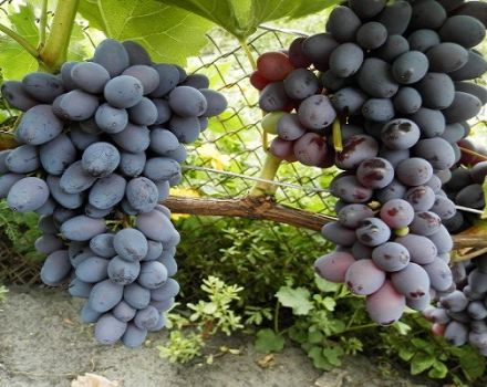 Description of the grape variety Kishmish Jupiter, characteristics and features of cultivation