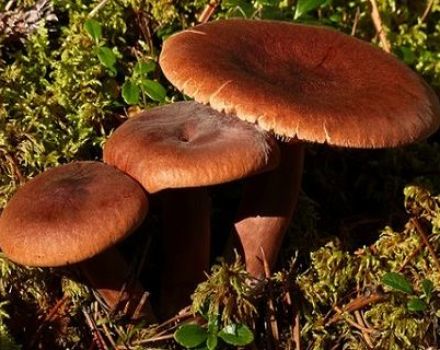 Receta sobre cómo salar los champiñones amargos en casa.