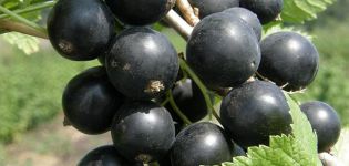 Beschreibung und Eigenschaften der Johannisbeersorten Grüner Dunst, Pflanzung und Pflege