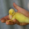 What are the differences between Mulard and Indo-female and which breed is better
