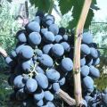 Description and characteristics of the Gala grape variety, history and subtleties of cultivation