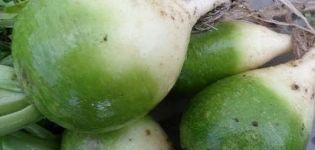 Pflanztermine für Margelan-Rettich, Anbau und Pflege auf freiem Feld