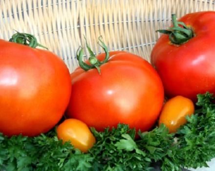 Descripció de la varietat de tomàquets grassos, la seva plantació i cura
