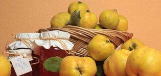 15 köstlichste Rezepte für die Herstellung japanischer Quitten für den Winter