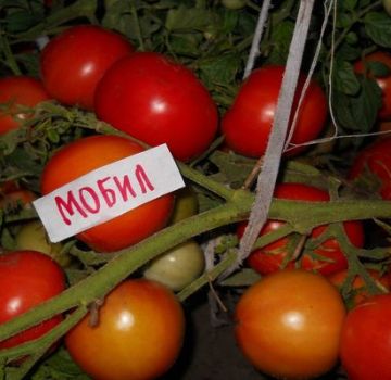 Mobil pomidorų veislės charakteristikos ir aprašymas, derlius