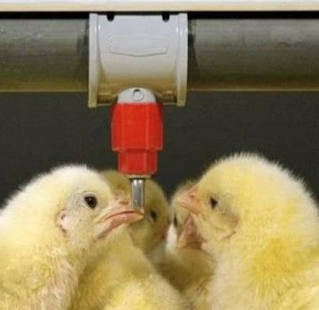 Tabela i schematy picia kurczaków z antybiotykami i witaminami